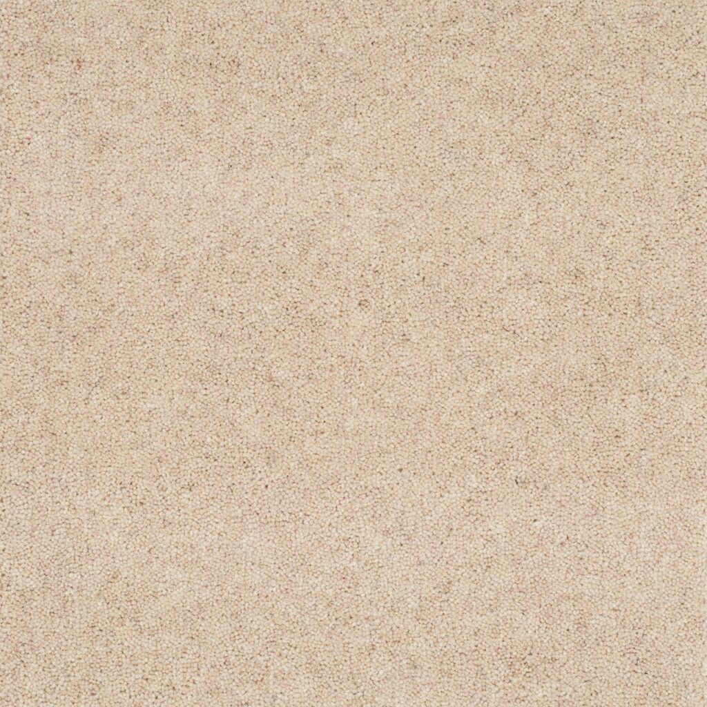 Pentwist-Naturals-Ammonite-8-inch